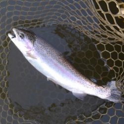 大安トラウトレイク 釣果